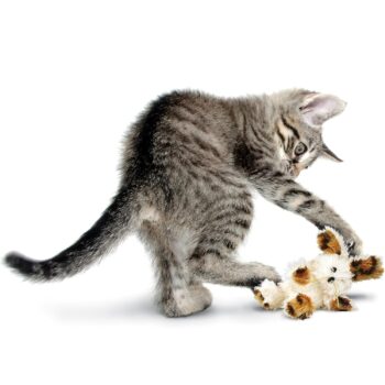 Kong katteleke Softies